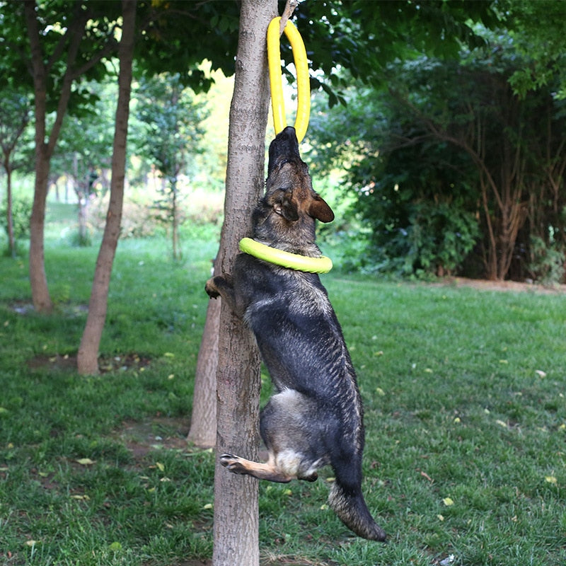 Pet Flying Discs - Fur Baby Finds