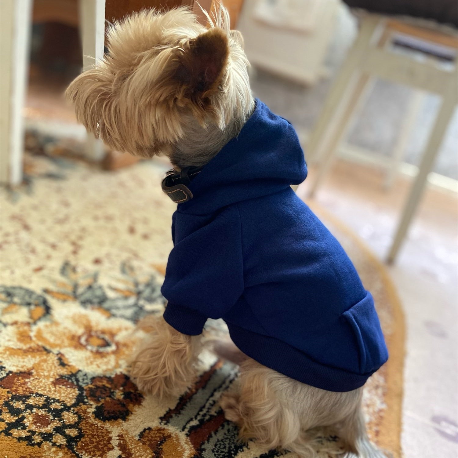 Solid Dog Hoodies - Fur Baby Finds