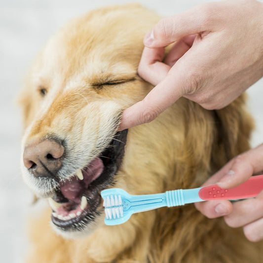 Three Sided Pet Toothbrush - Fur Baby Finds